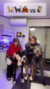 大きくなるにつれて笑顔が消えていく😂 #ペットのいる暮らし #動物 #多頭飼い #あきるな #ペット芸 #生き物 #アニマル部門 #ani... | TikTok