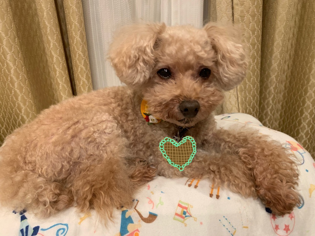 ⭐︎ぷ〜ちゃん⭐︎ | 小倉優子オフィシャルブログ「Yuko's Happy Life」（プラチナムプロダクション）Powered by Ameba